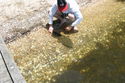 Report from Brian Egan 26th December 2010 from Mallacoota     *  Caught at 1 pm on 22/12     * Bait: live mullet     * Weight: 4.52 kg (10 lb.)     * Length: 90 cm     * Released after photos were taken  (a great feeling)     * Gear: $10 kids rod (yellow)
